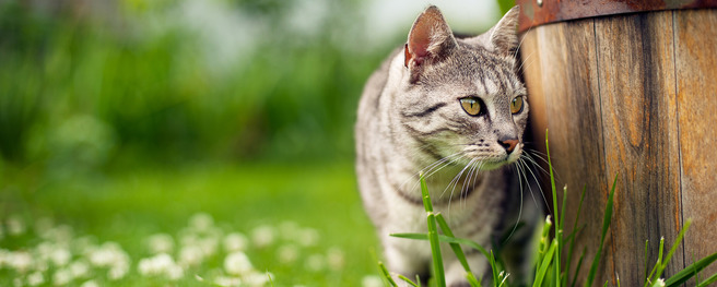 Katze steht zwischen Klee in Garten