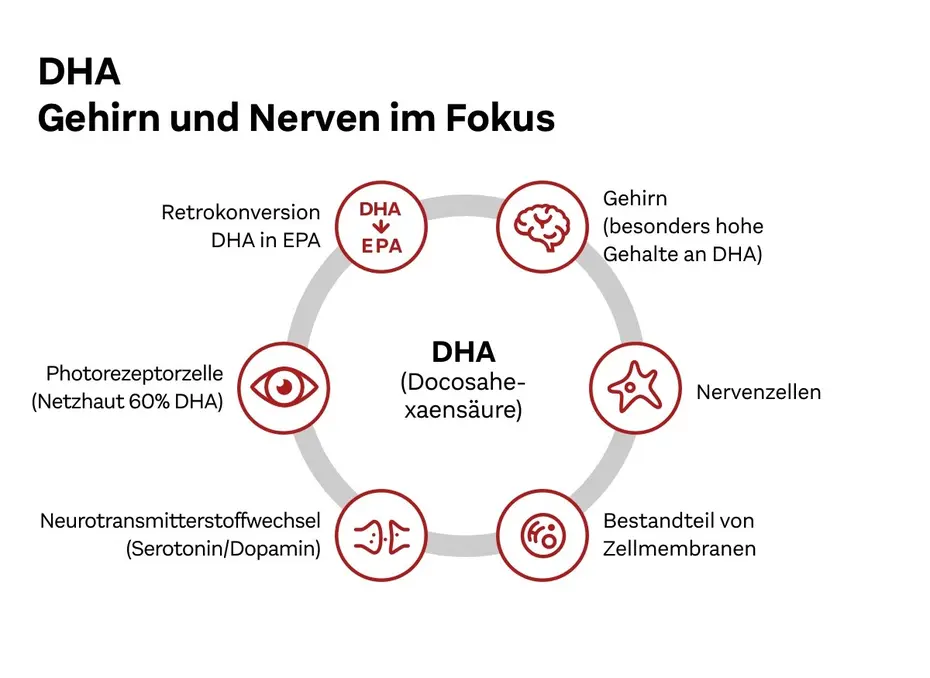 Grafik über die Rolle von DHA (Docosahexaensäure) für das Gehirn und die Nerven. Sie zeigt die Verbindungen zwischen DHA, EPA, Photorezeptorzellen, Neurotransmitterstoffwechsel und Nervenzellen. Es werden wichtige Funktionen und Komponenten von DHA hervorgehoben.